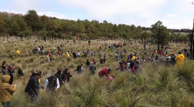 Arranca gobierno del Edoméx la primera reforestación estatal: «Árboles para el Mañana»