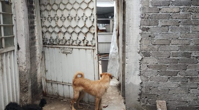 FGJEM rescata a caninos que se encontraban en condiciones insalubres en inmueble de Edomex