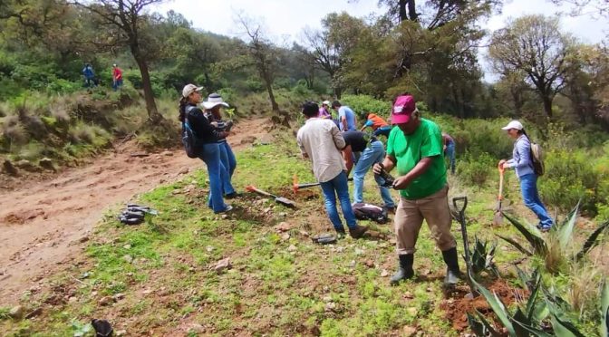 Se supera la meta de reforestación «Súmate sembrando vida Texcoco 2024»