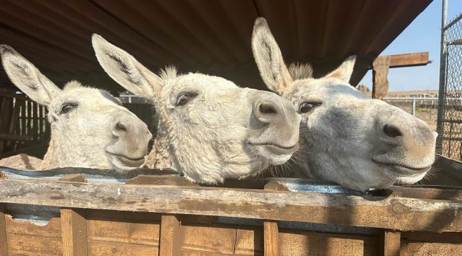 La Granjita TyH, el santuario de vacas, pollos, cabras y caballos, quiere seguir rescatando animales en Edoméx