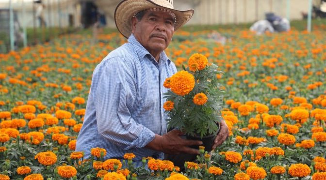 Inicia Edoméx venta de cempasúchil y flores de temporada para las ofrendas en Día de Muertos