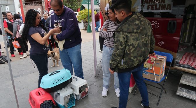 Se llevó con éxito la campaña de esterilización canina y felina en Texcoco