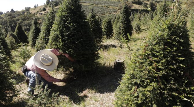 Vive el ecoturismo y contacto con la naturaleza en las plantaciones de árboles de Navidad en el Edoméx